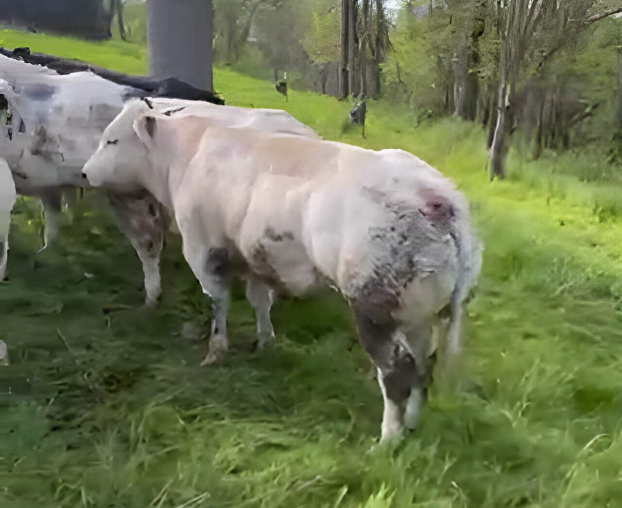 A group of cows standing in a grassy field near trees, with one cow prominently in the foreground.