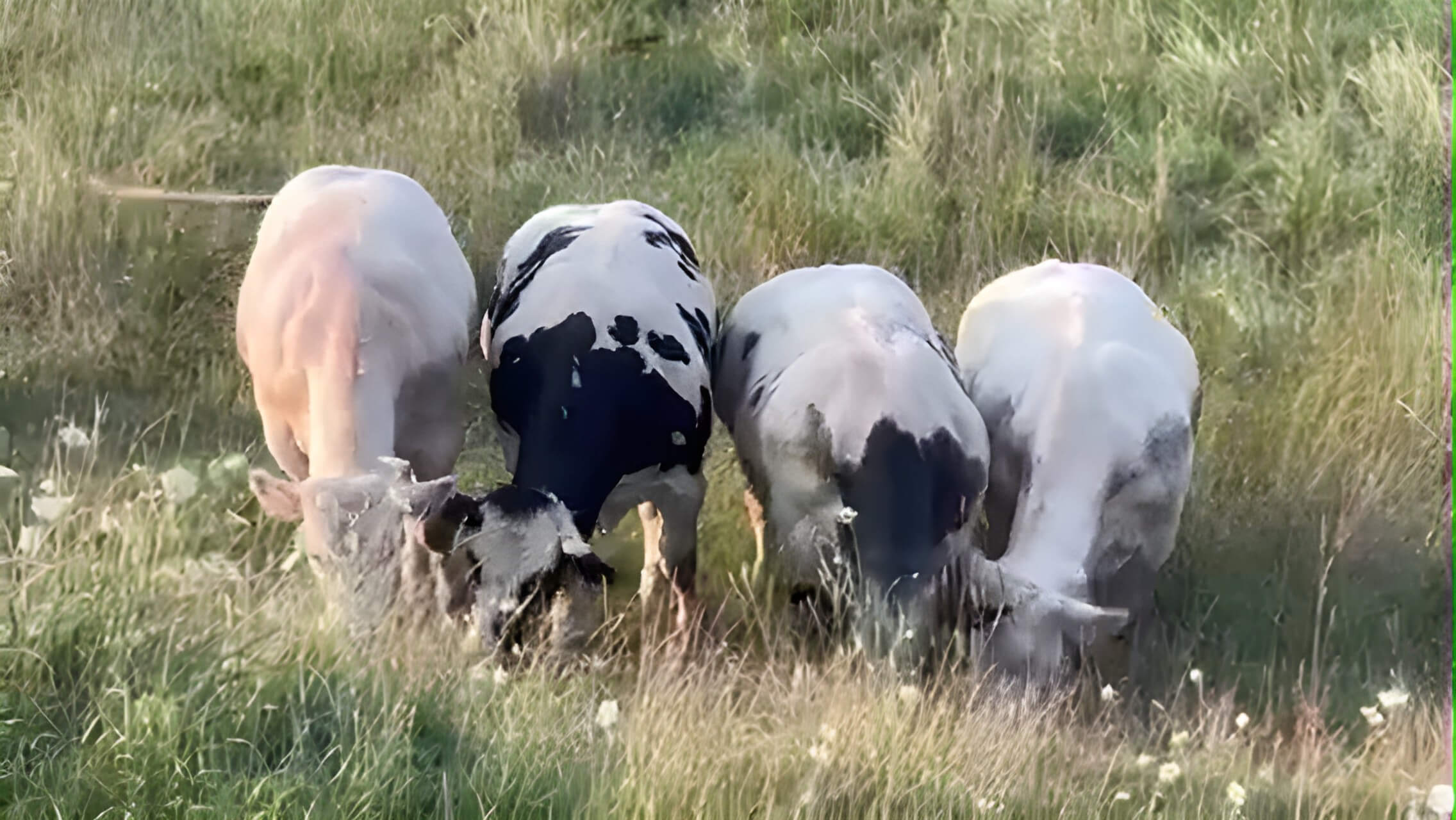 Four cows graze in a grassy field, two with black and white markings and two with light coats.